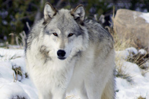 Piano Lupo, ora occorre salvare le pecore