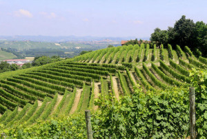 Vinitaly, addio a una vigna su dieci nell’ultimo decennio