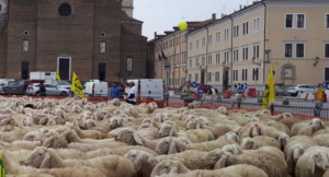 Già mille pecore in piazza contro Trump
