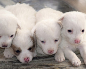 Animali, traffico cuccioli vale 300 milioni all’anno