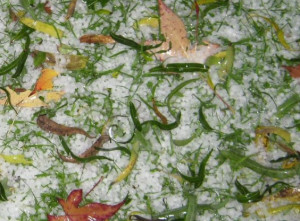 Maltempo: bene la neve, ma sono pesanti i danni da grandine