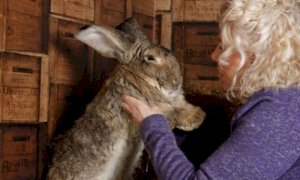 In Gran Bretagna tutti cercano il coniglio più grande del mondo