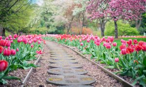 Bonus Verde, confermato anche per il 2021. A chi spetta e come richiederlo?