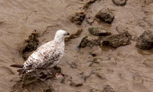 Sri Lanka, affonda un mercantile carico di sostanze chimiche, si teme la catastrofe ambientale
