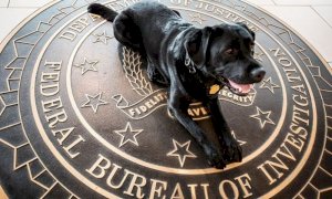 App creata dall'FBI veniva utilizzata da criminali di tutto il mondo: raffica di arresti