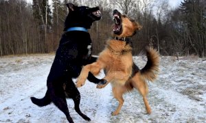 Satriano(Catanzaro): una 20enne è morta dopo essere stata aggredita da un branco di cani randagi