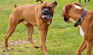 Treviso, 56enne trovato morto in casa:  il corpo sbranato dai suoi cani 