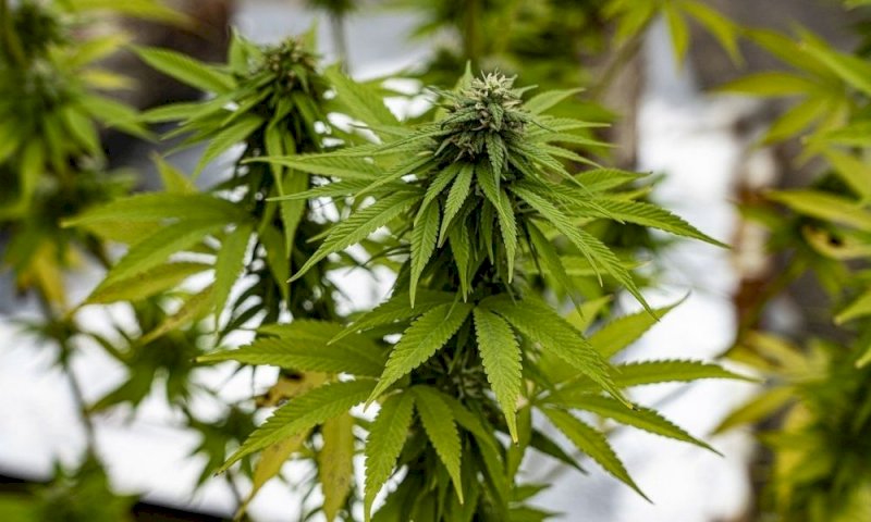 Cannabis, via libera della Camera alla coltivazione in casa: cosa prevede il testo 