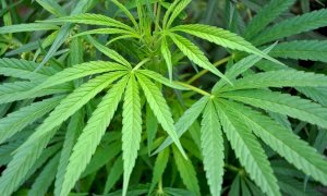 Referendum Cannabis, parte con lo sprint la raccolta firme: 100mila adesioni in 24 ore