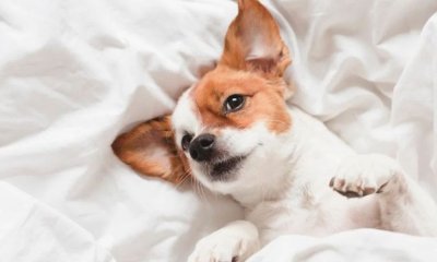 Come dorme il tuo cane ha un significato